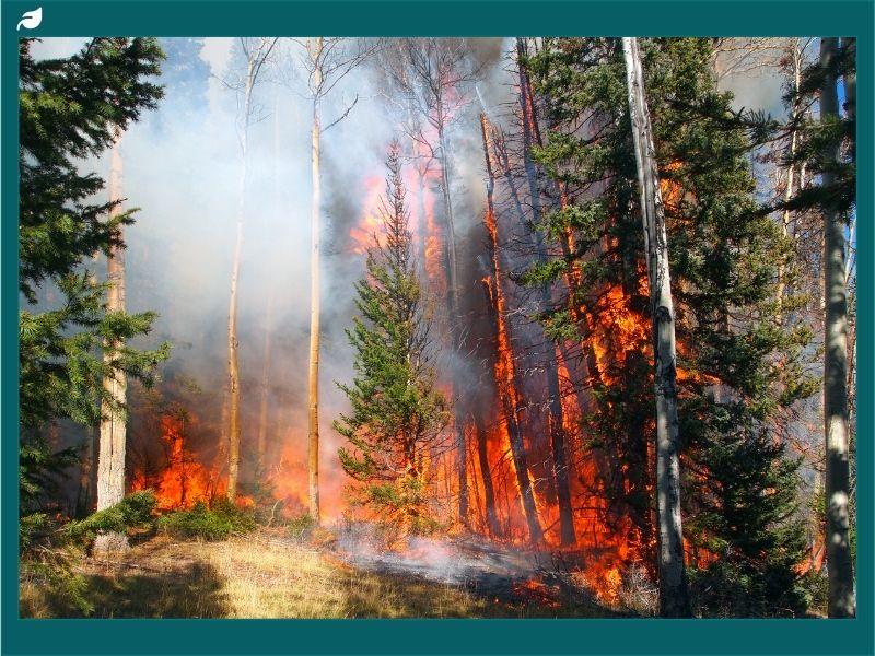 Forest wildfire burning through dense trees in North Carolina, emphasizing the urgent need for wildfire prevention strategies, drought management, and sustainable forestry practices.