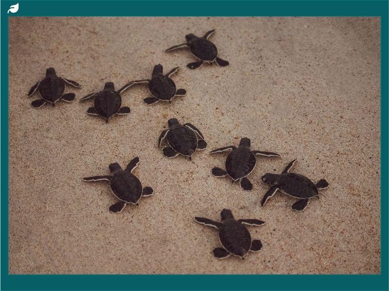 Rare Soft Shell Turtle Are Softshell Turtles Endangered? The Rare and Endangered Giant ...