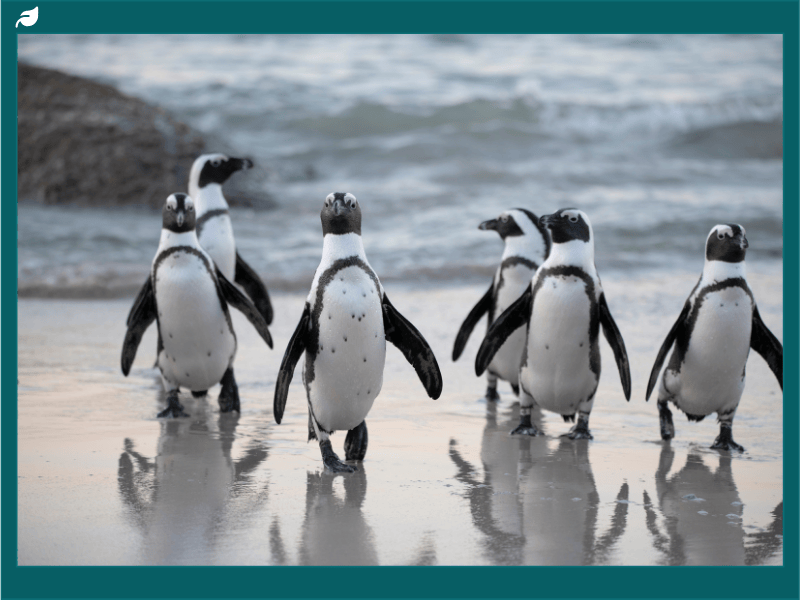 African penguins walking along the shoreline with ocean waves in the background, a great visual for sharing fun facts about penguins and their coastal habitats.