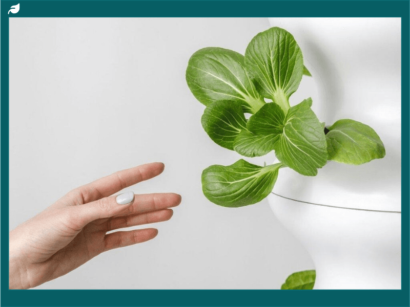 A person holding a green potted plant.