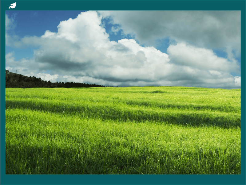 Rolling grassland meadow with native grasses supporting plant biodiversity under a cloudy sky