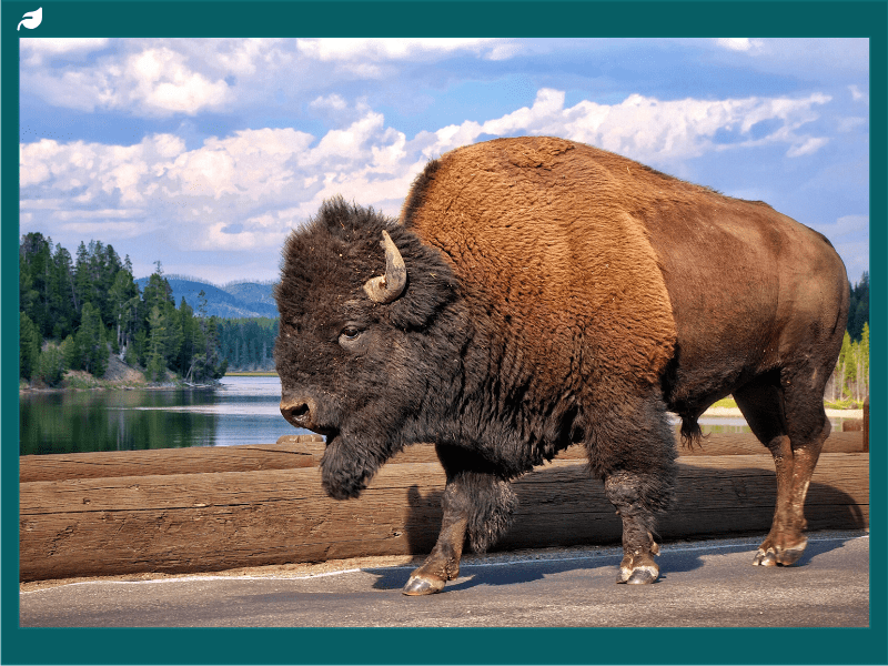 Bison walking along a road near a lake in Yellowstone National Park, representing wildlife management conflicts central to the Yellowstone bison lawsuit and ongoing conservation efforts.