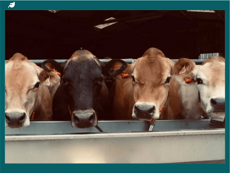 Peter Egan Backs Campaign to Rehome 51 Jersey Cows as Blanc Pignon Dairy Farm Closes