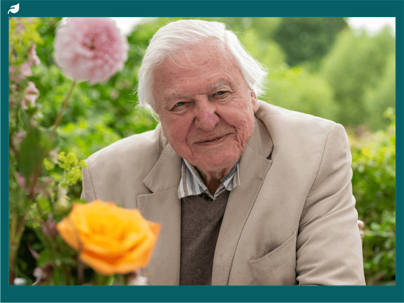 David Attenborough sitting in a rose garden. He has lent his support to the Wildlife Trust appeal for the purchase of the Rothbury Estate