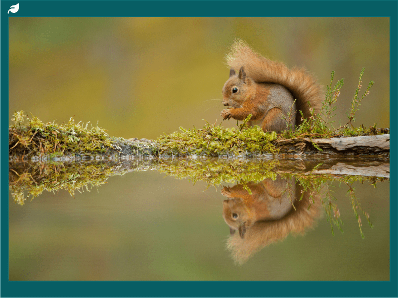 A Red Squirrel at the Rothbury Estate with its reflection showing in a body of water
