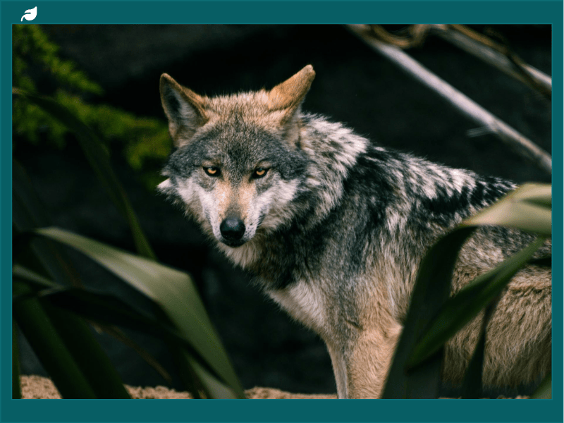 NGOs Call For EU Moratorium On Wolf Killings Amid Dispute Over Protection Status