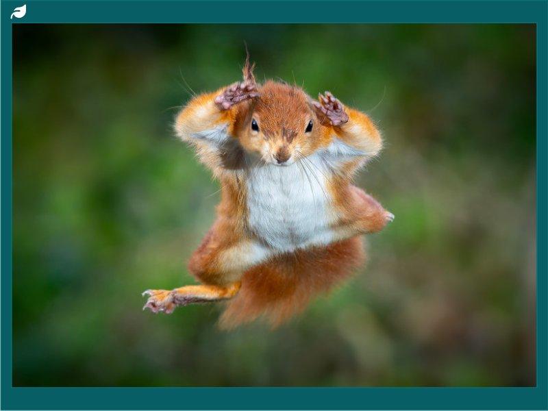 Red squirrel jumping through the air with front paws up