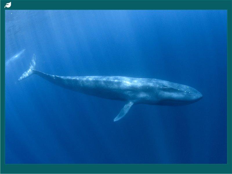 Blue whale gliding through deep blue open ocean waters