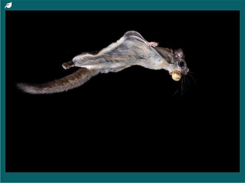 Flying squirrel gliding mid-air at night holding a nut
