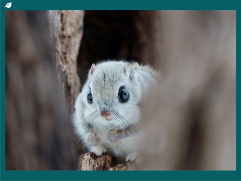Small flying squirrel with large eyes emerging from tree cavity