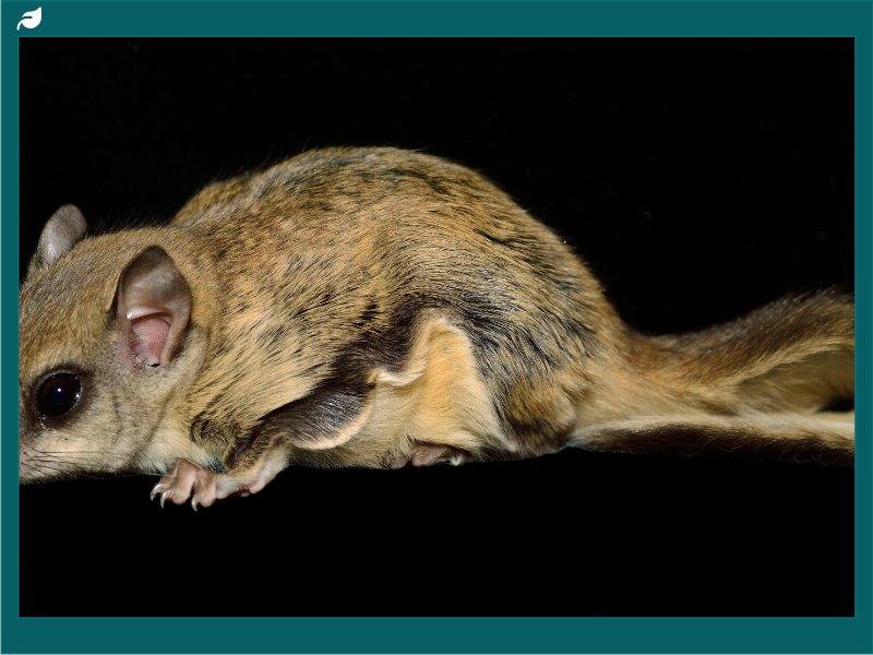 Flying squirrel in profile with membrane extended and large nocturnal eyes