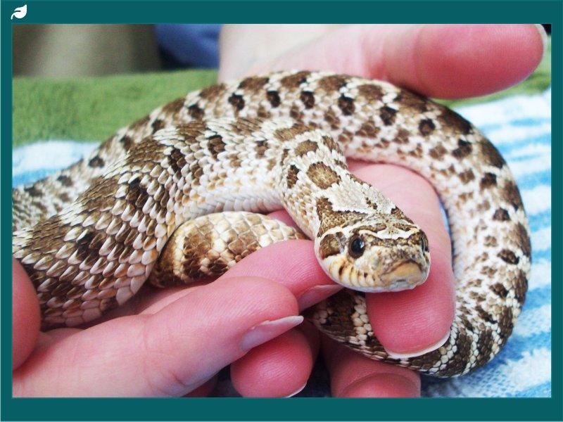 Person holding a small brown and white hognose snake