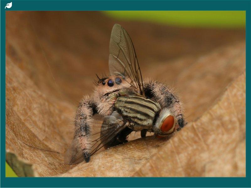 Jumping Spiders for Sale: Detailed Info on Jumping Spider Species
