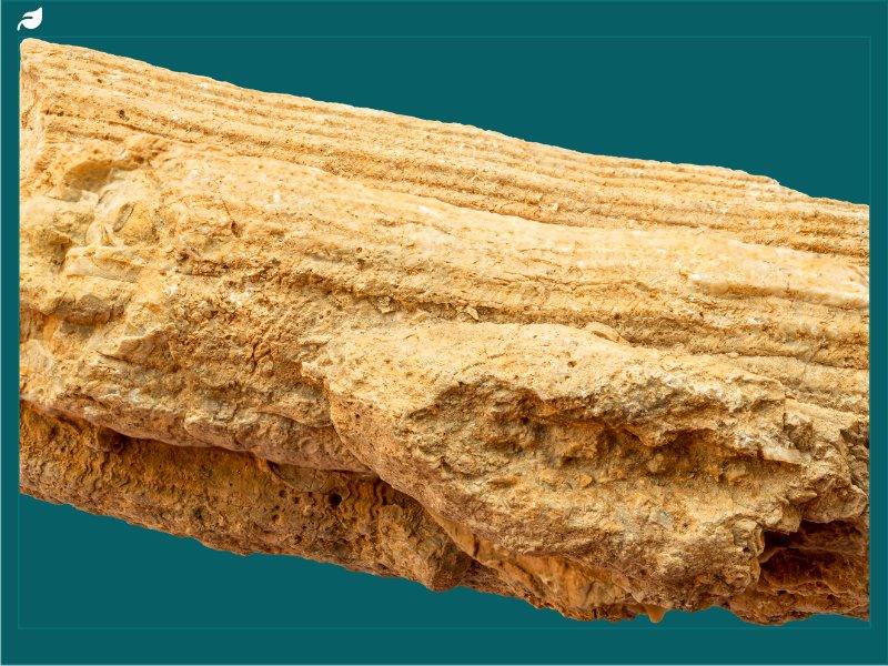 Petrified wood fossil displaying detailed preserved wood grain and texture
