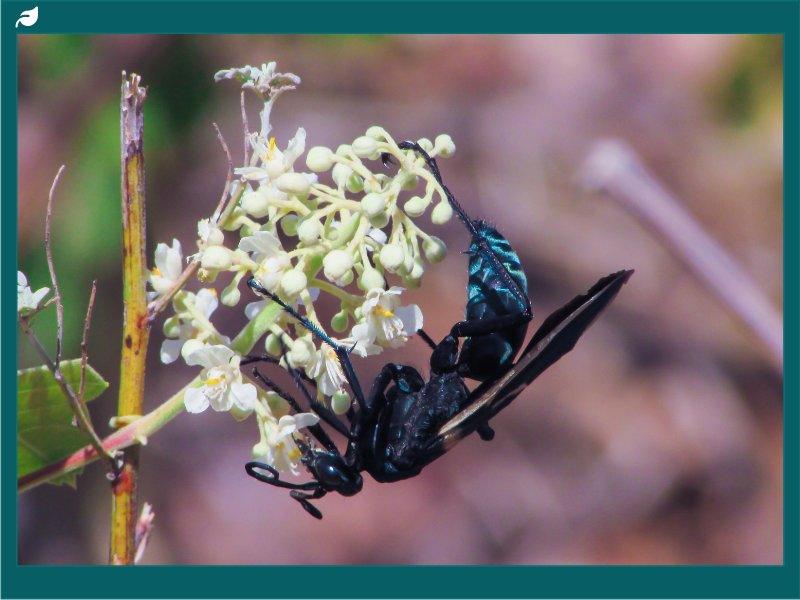 Tarantula Hawk Wasp: Species, Sting, and Where They Live