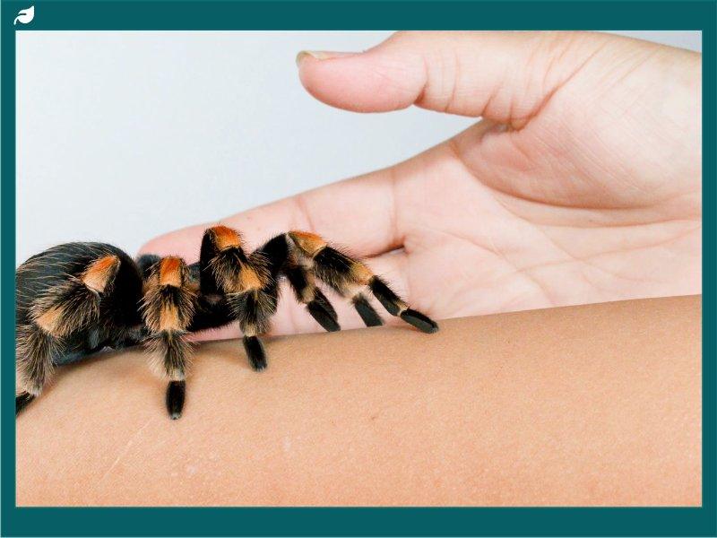 Tarantula from family Theraphosidae crawling on human arm