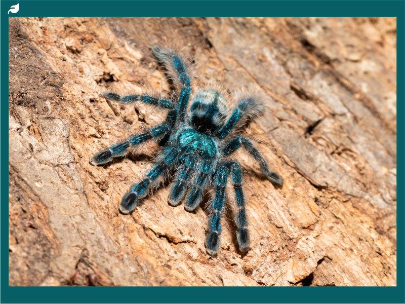 Vibrant blue tarantula with hairy legs perched on textured bark
