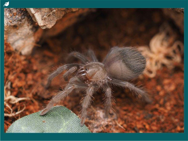 Dark hairy tarantula spider peering out from its burrow entrance