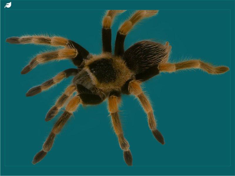 Theraphosidae tarantula with black body and orange banded legs