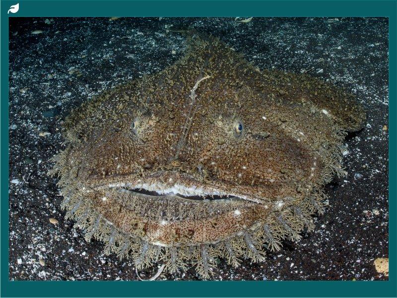 Flat mottled brown fish with fringed jaw camouflaged on seafloor