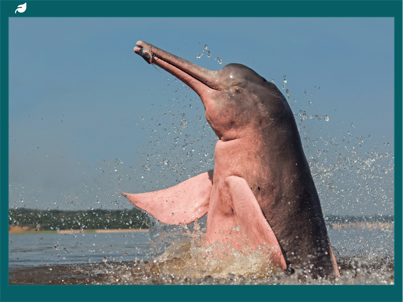 Amazon river dolphin breaching with splashes above muddy river water