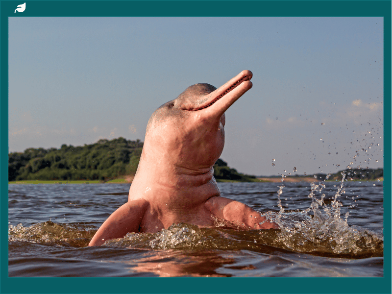 Pink Amazon river dolphin raising its long snout above the river