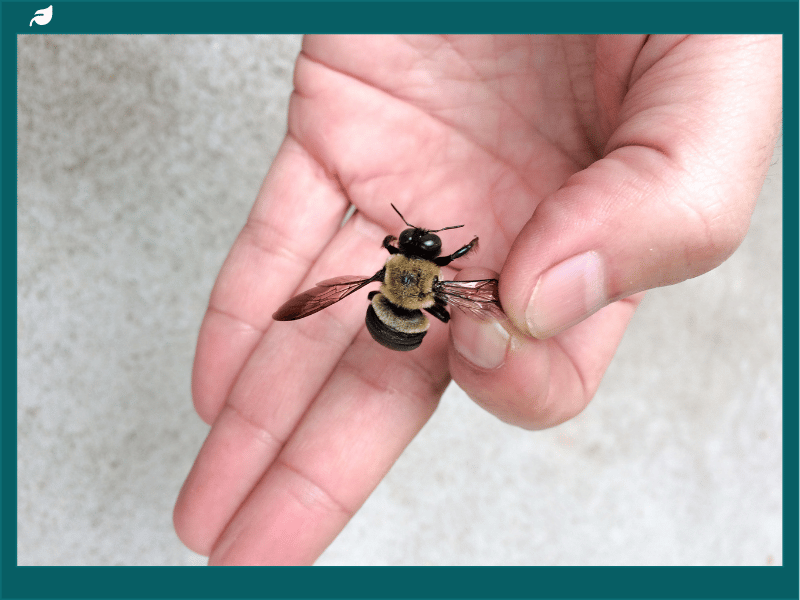 Understanding and Managing Carpenter Bee Infestations