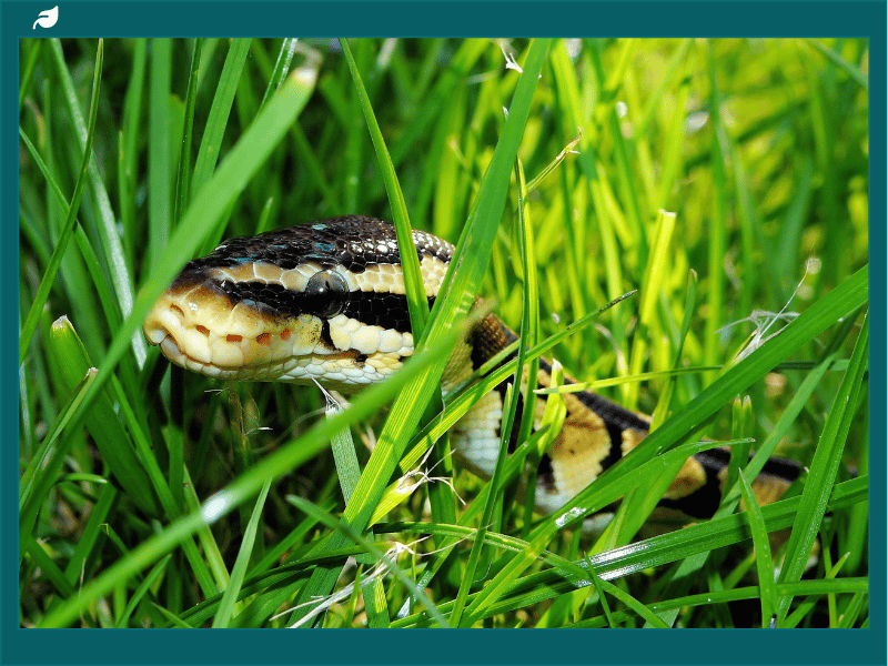 Garden Snake: Your Ecosystem Benefits from Having Garden Snakes
