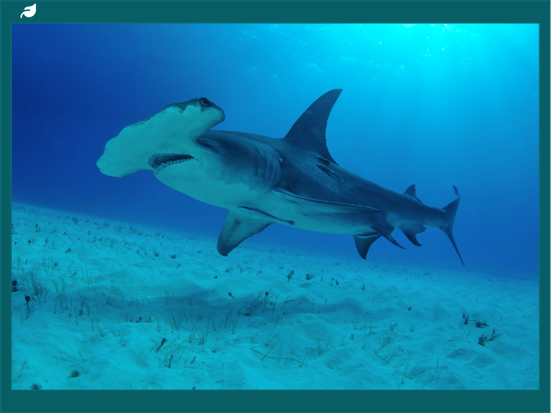 Hammerhead Sharks: Fascinating Facts About the Unique Hammerhead Shark Species