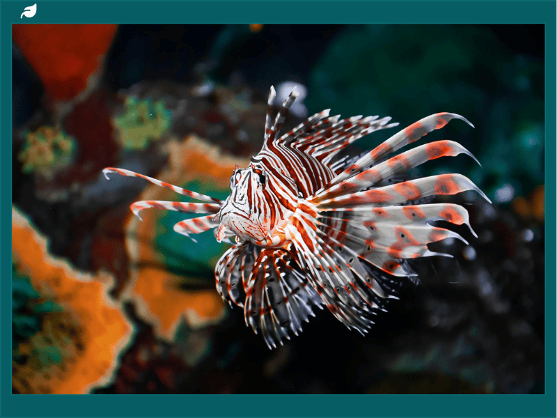 Lionfish Conservation Derbies and Control Efforts