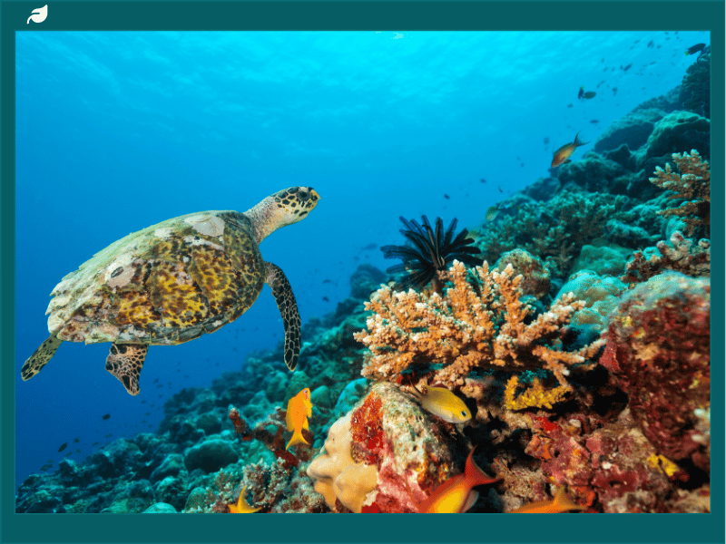 Sea turtle swimming over a colorful coral reef