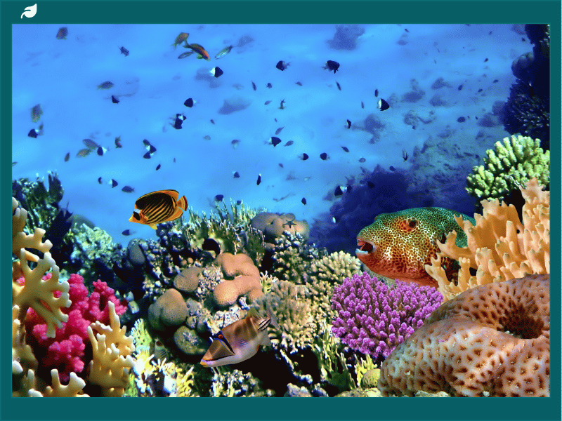 Reef fish among corals on a busy reef