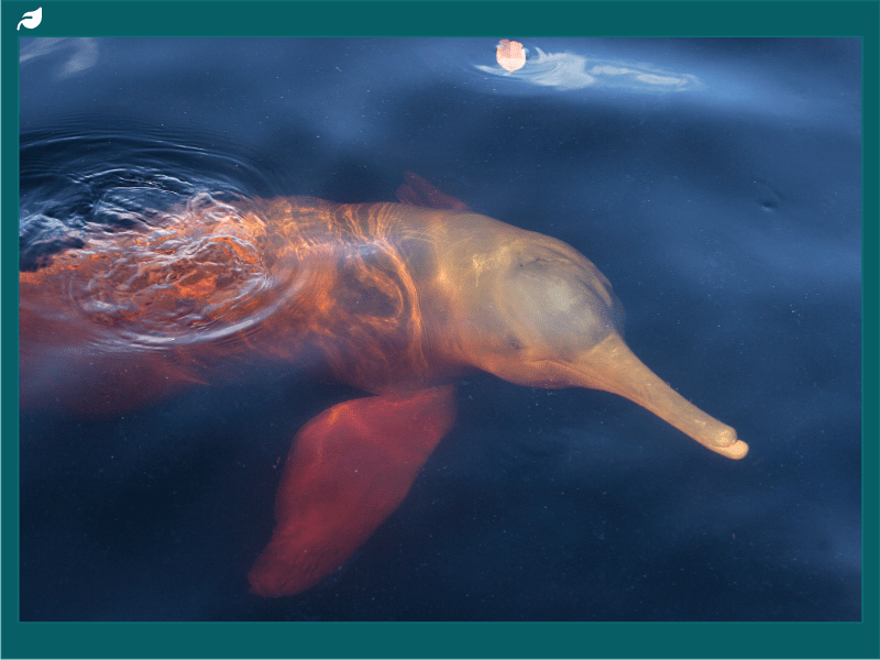Amazon River Dolphin: Discover the Pink Dolphin of the Amazon