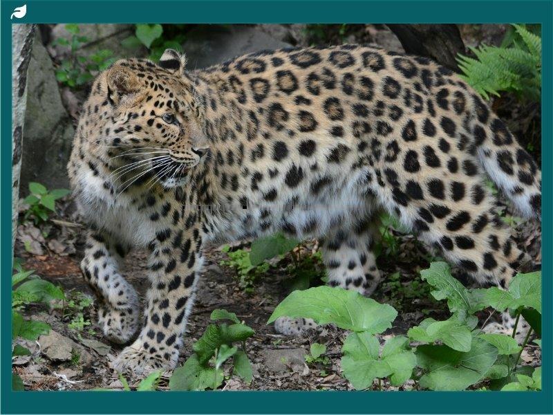 A solitary Amur leopard standing on a snow-covered rock in winter forest