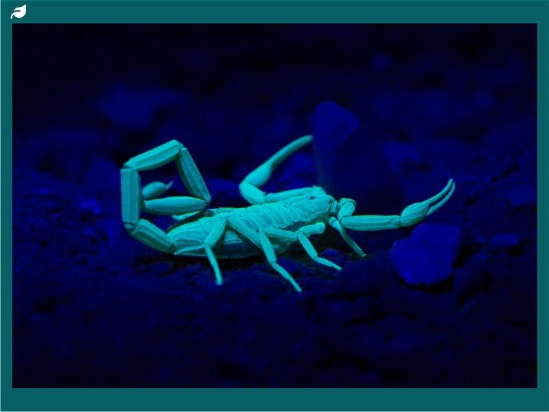 Arizona bark scorpion glowing under ultraviolet light