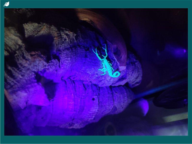 Bark scorpion fluorescing in a rock crevice under UV light