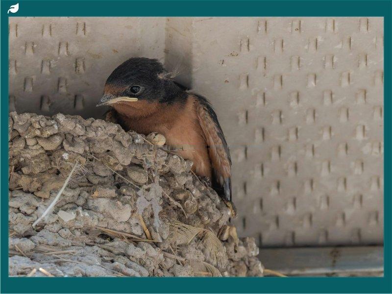Barn Swallow Nesting Inside Building Corner