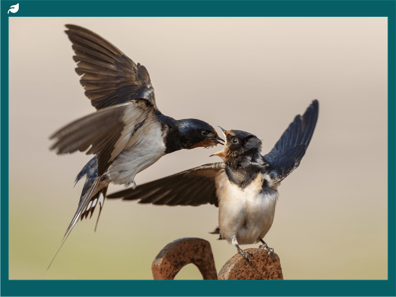 Barn Swallow feeds Juvenile swallow