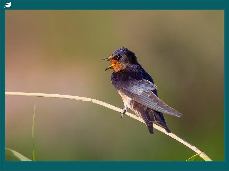Barn Swallow calling from a dry grass stem