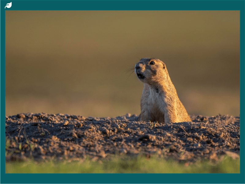 Prairie dog peering out from dirt burrow entrance
