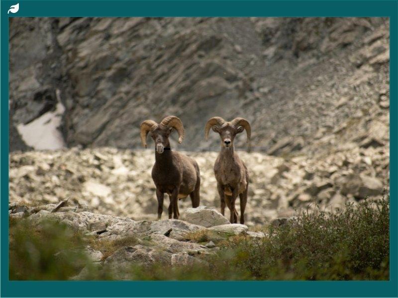 Wild Bighorn Sheep in Colorado Mountains
