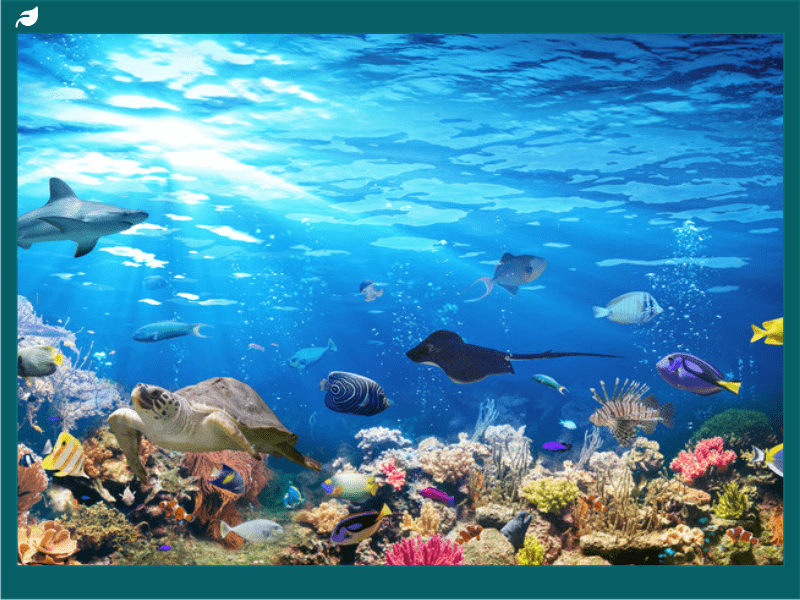 Vibrant coral reef teeming with tropical fish, a turtle and a reef shark