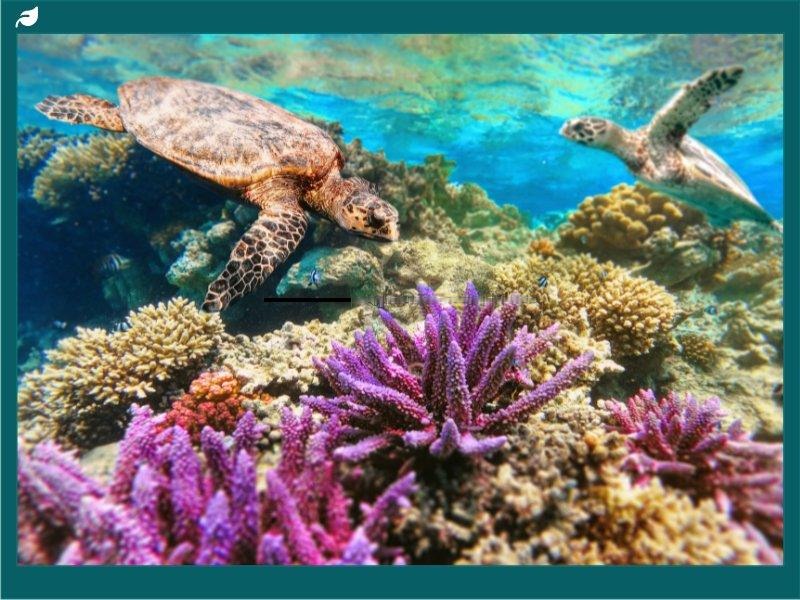 Green Sea Turtles Swimming over Coral Reefs