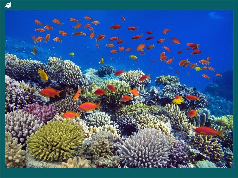 Colorful Coral Reef At The Bottom Of Tropical Sea
