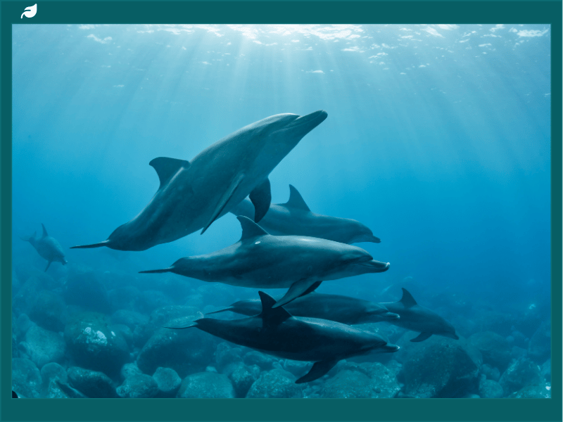 Pod of dolphins swimming underwater in sunlit blue water