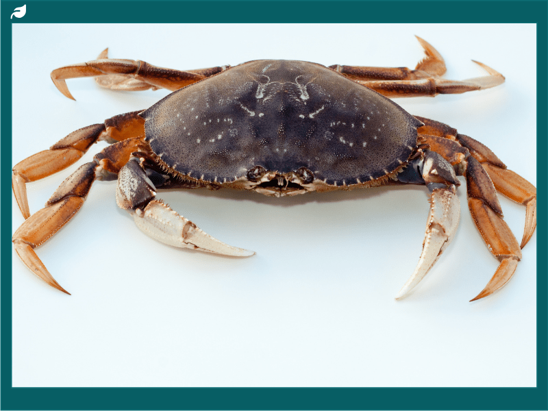 Isolated Whole Dungeness Crab