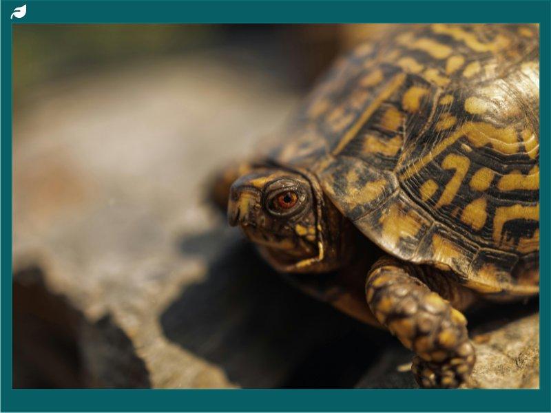 Eastern Box Turtle Close-Up in Gatlinburg, Habitat and Distribution