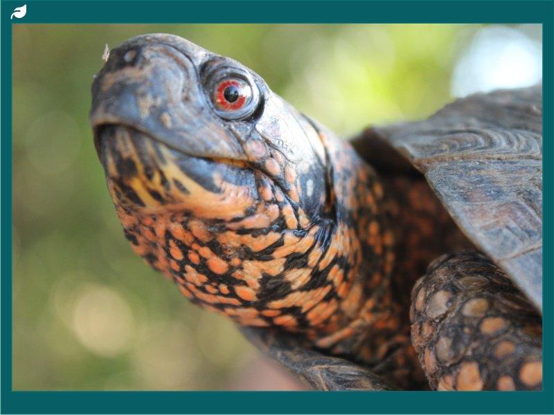 Close-up of an Eastern Box Turtle's Vibrant Head and Striking Red Eye, Eastern Box Turtle Care Tips