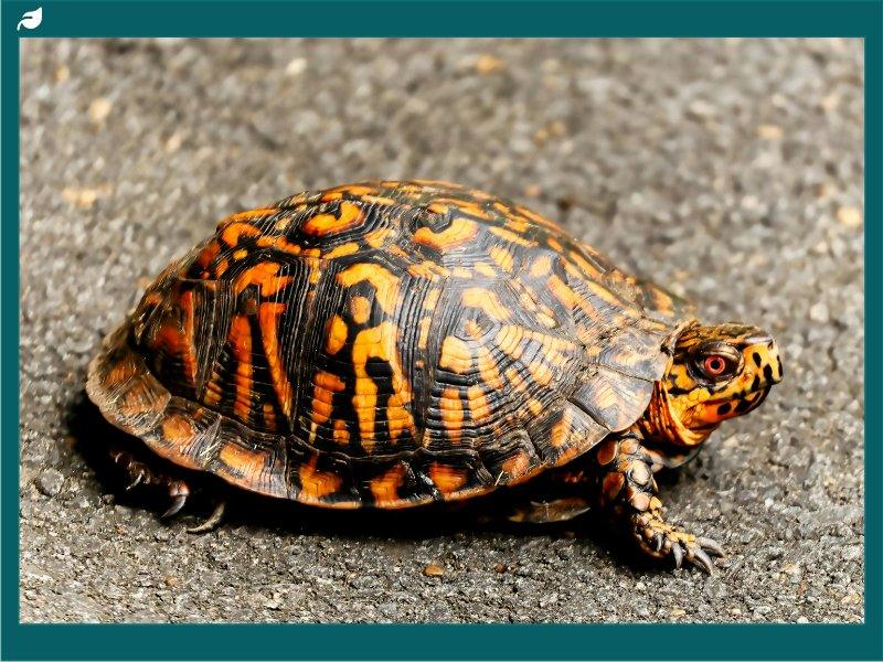Eastern Box Turtle on Asphalt Close-Up Shot