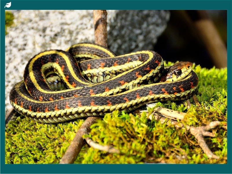 Garter Snake on Brown Grass